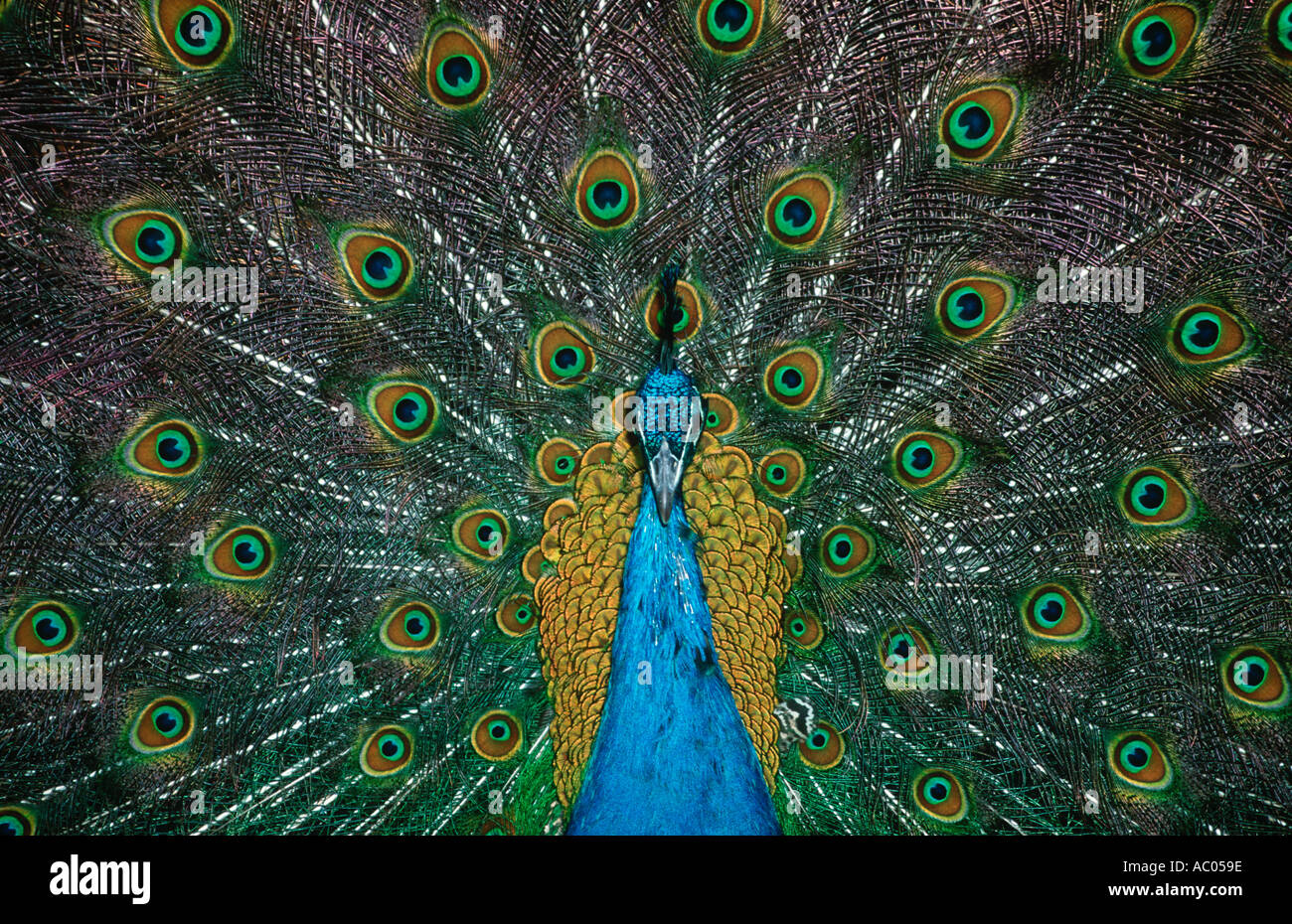 Peacock Paro cristatus Male displaying Asia Stock Photo