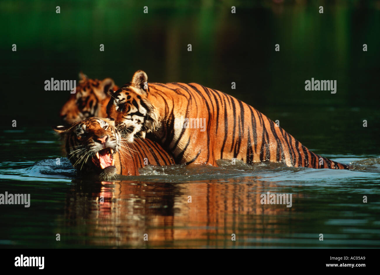 Tiger Panthera tigris Enjoy swimming in hot weather Endangered Asia but extinct in much of its range Stock Photo