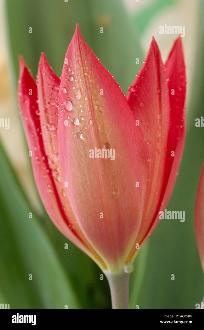 Tulipa subpraestans (Tulip) Close up of red Division 15 fifteen Miscellaneous group tulip. Stock Photo