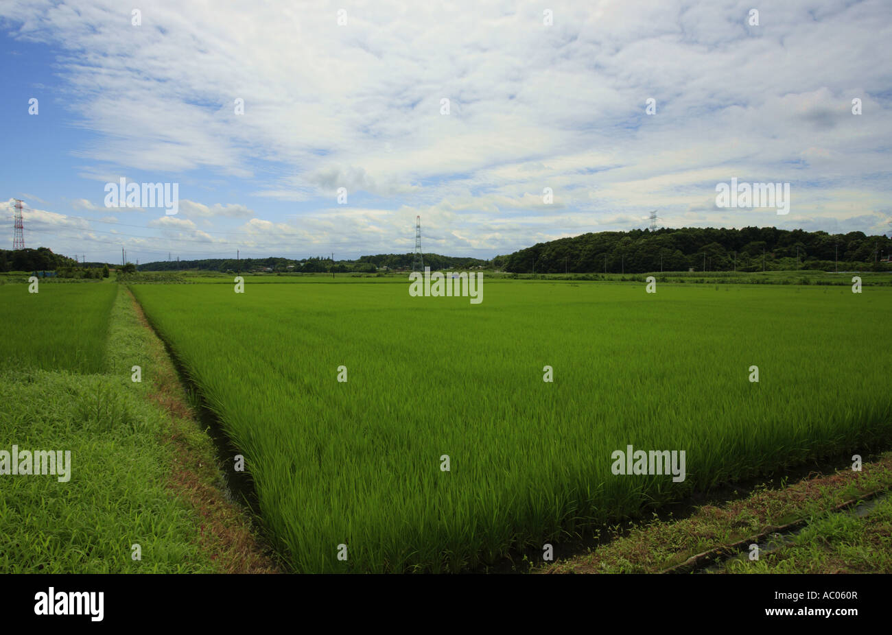 Rice field in Chiba Prefecture, Japan. Stock Photo
