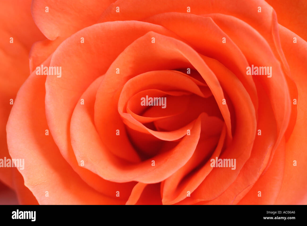 Red Rose  Floribunda Rose Stock Photo