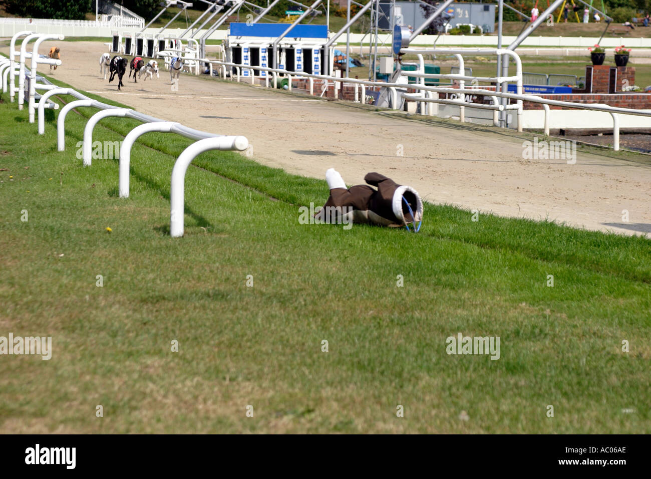 Greyhound racing uk hires stock photography and images Alamy