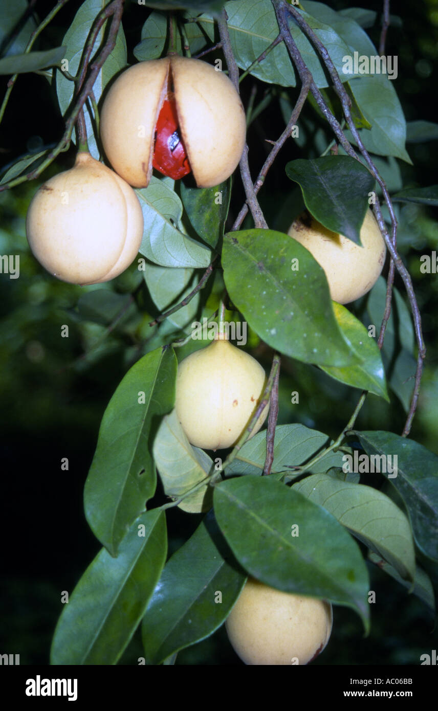 Flowering Nutmeg Stock Photos & Flowering Nutmeg Stock Images Alamy