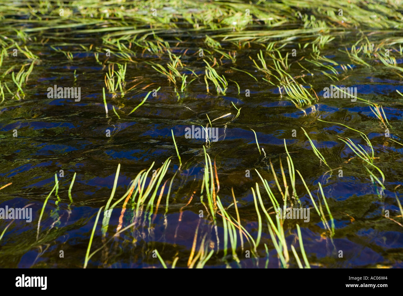 Aquatic grasses in the Androscoggin River near Umbagog Lake Errol NH