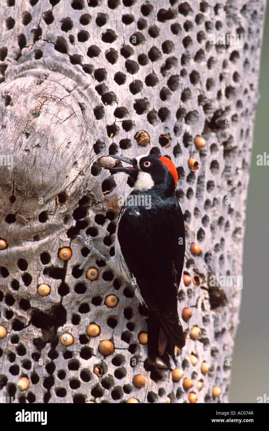 acorn woodpecker eg crossword acorn woodpecker eg crossword