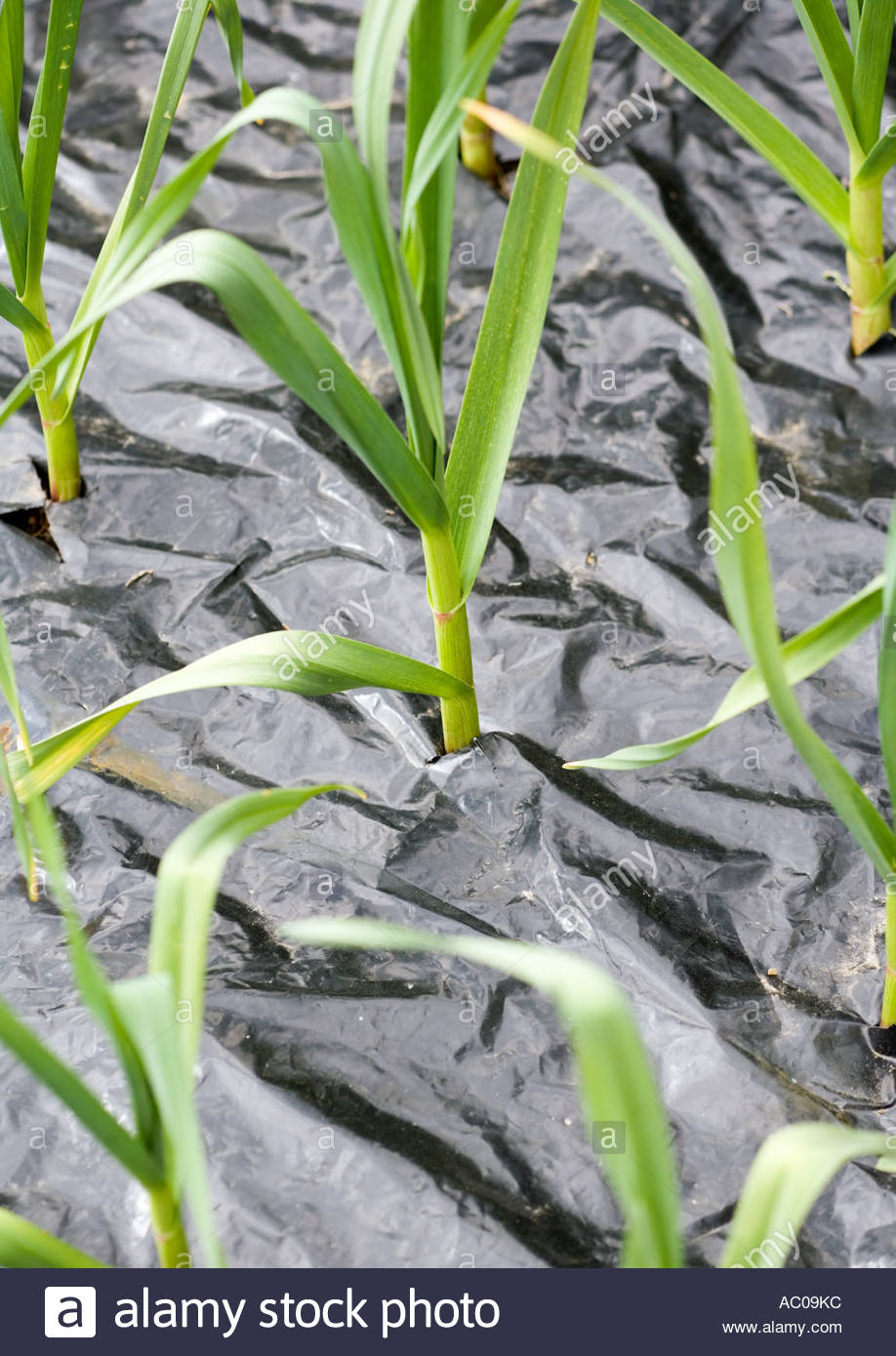 Plastic Sheet Garden Stock Photos & Plastic Sheet Garden Stock Images