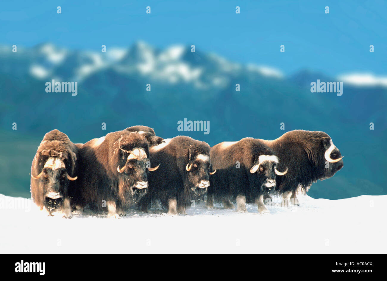 Musk Oxen Ovibos Moschatus Boeuf Musque Muskox Ovibos Moschatus Stock Photo Alamy