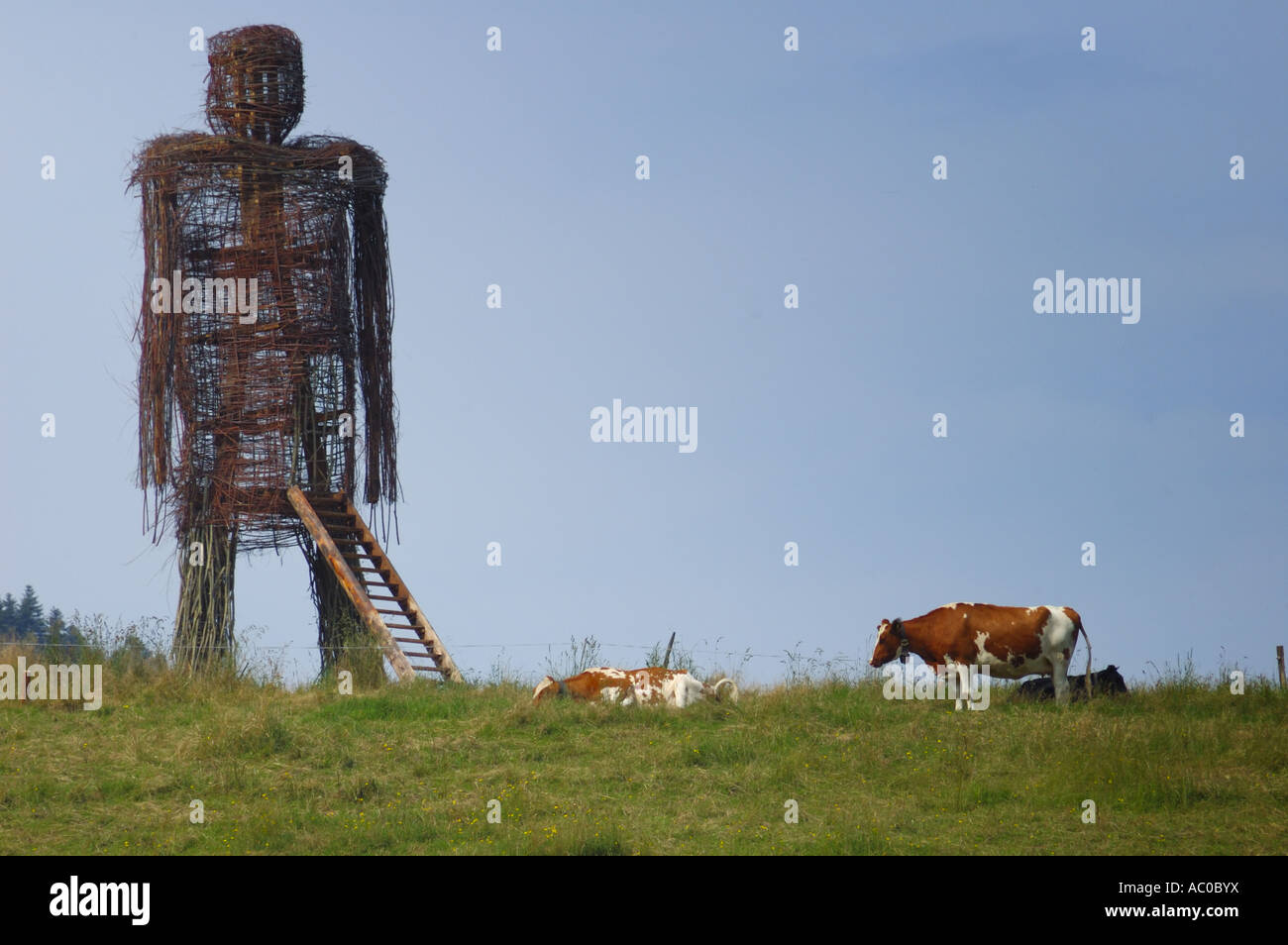 A giant wicker man looms over cows. Space for text in the clear blue sky. Stock Photo