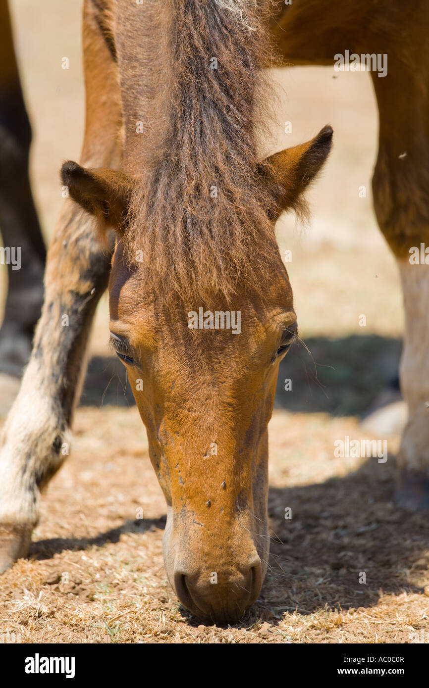 Horse portrait, Safari site on Brioni islands, Veliki Brijun, Croatia Stock Photo