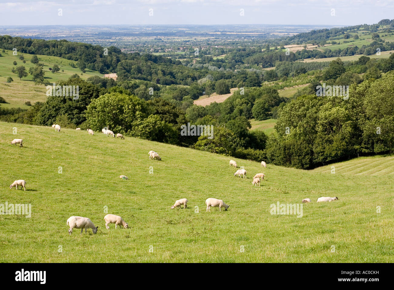 Cotswold sheep hires stock photography and images Alamy