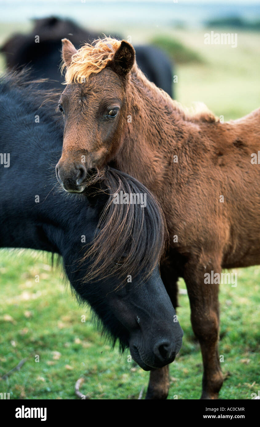 Dartmoor Pony and Foal Stock Photo Alamy