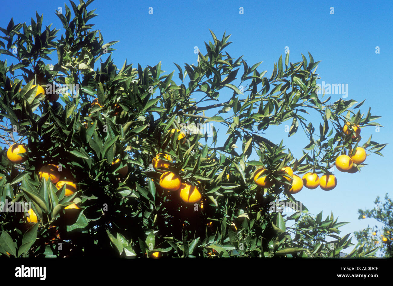 Orange tree LOCATION Orange grove Pego Alicante Spain Stock Photo Alamy