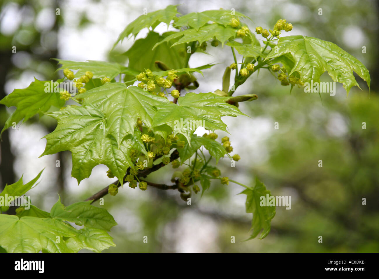 Tree Before Spring Spring early tree hi-res stock photography and images - Alamy