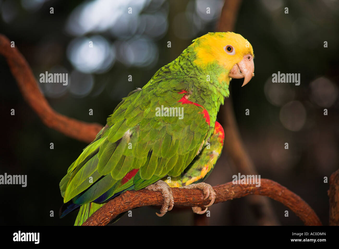 Yellow headed parrot, Loro Cabeza Amarilla, Amazona Oratrix, perched on a branch, Mexico Stock Photo