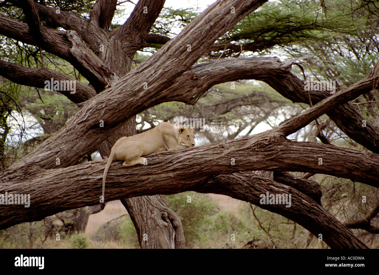 Female maneater hires stock photography and images Alamy