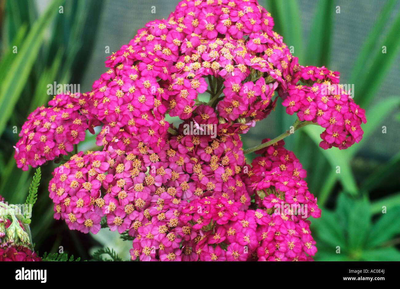 Achillea millefolium 'Apfelblute', syn. A. 'Appleblossom', Yarrow, pink flowers, garden plant achilleas plants flower Stock Photo