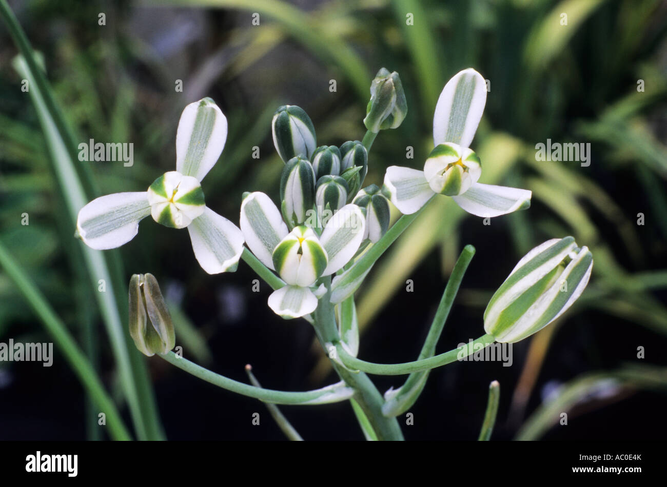 Albuca fastigiata f. floribunda, bulb, green striped white flowers, garden  plant plants flower Stock Photo - Alamy