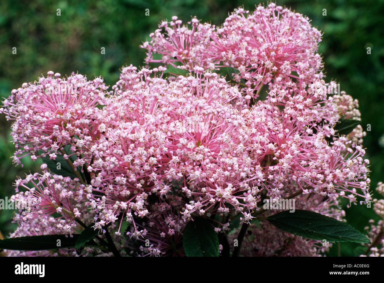 Pink ceanothus hi-res stock photography and images - Alamy