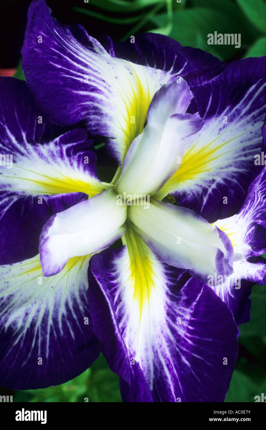 Iris ensata Gusto Stock Photo