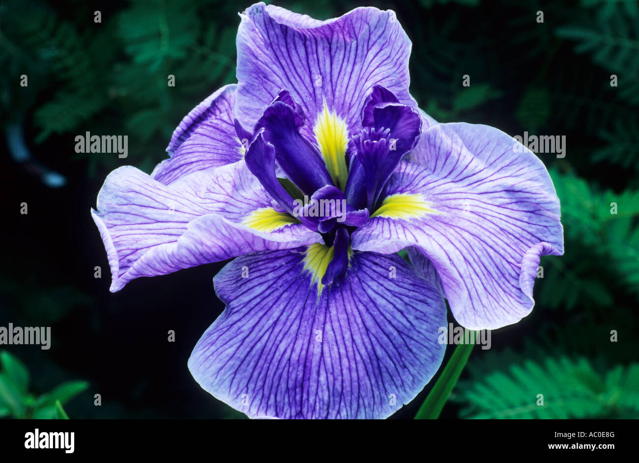 Iris ensata Sorcerors Triumph Stock Photo