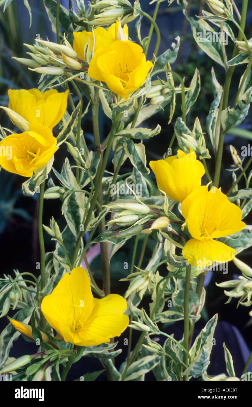 Oenothera fruticosa subsp. glauca 'Fruhlingsgold', evening primrose, yellow flower, garden plant primroses flowers plants Stock Photo