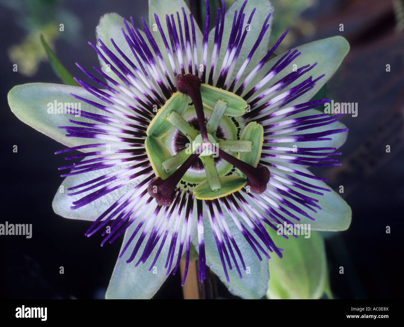 Passiflora caerulea, detail, Passion Flower, blue purple flower, climbing garden plant, climber flowers plants Stock Photo