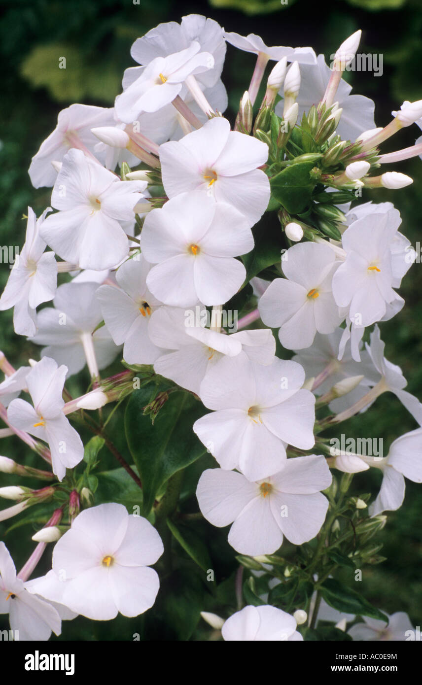 Phlox carolina 'Miss Lingard', white flowers, garden plant plants flower Stock Photo