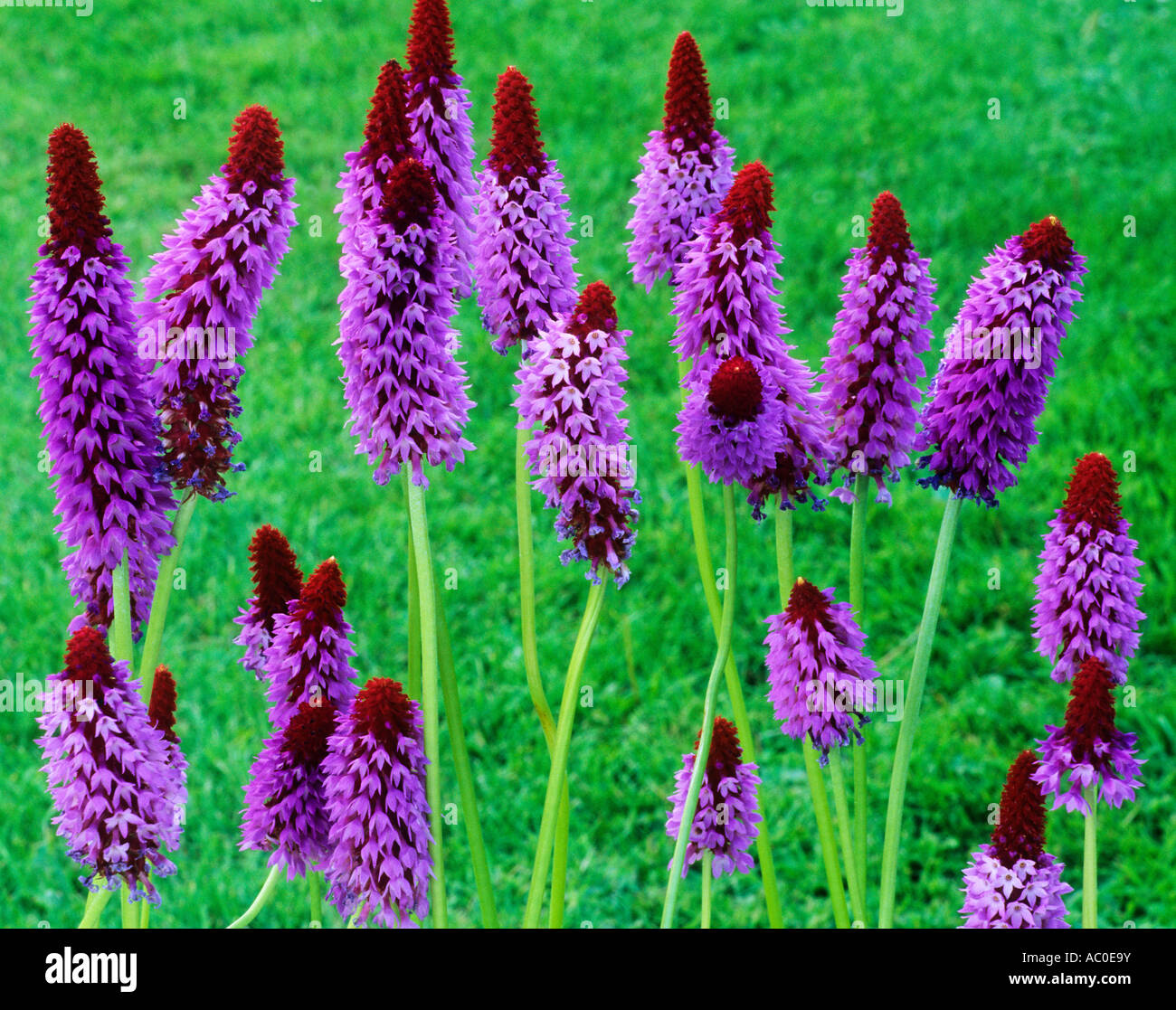 Primula vialii, purple and red flowers, garden plant plants flower primulas primulae drift drifts Stock Photo