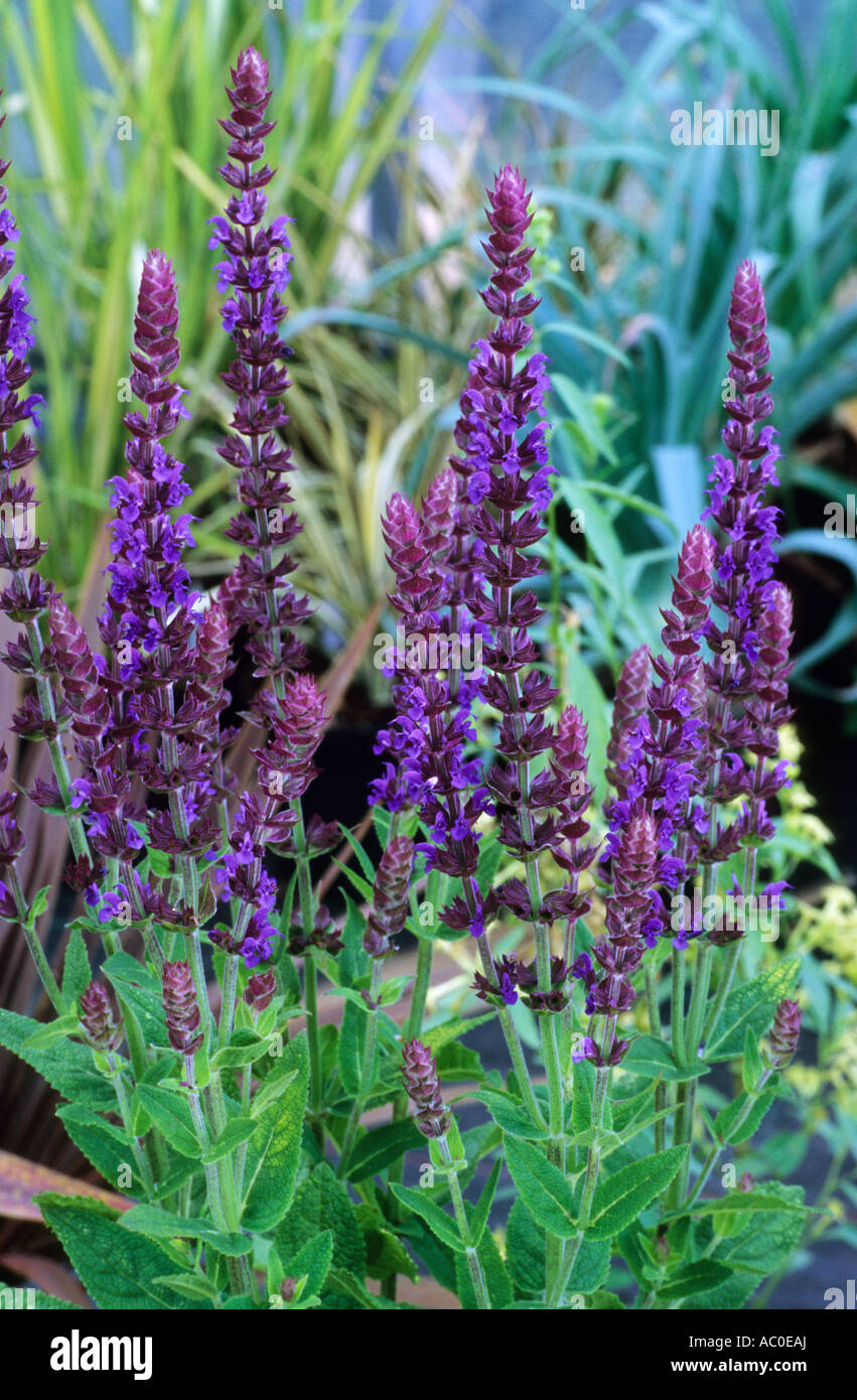 Salvia nemorosa 'Ostfriesland', 'East Friesland', violet blue flowers, garden plant, sage sages salvias plants Stock Photo