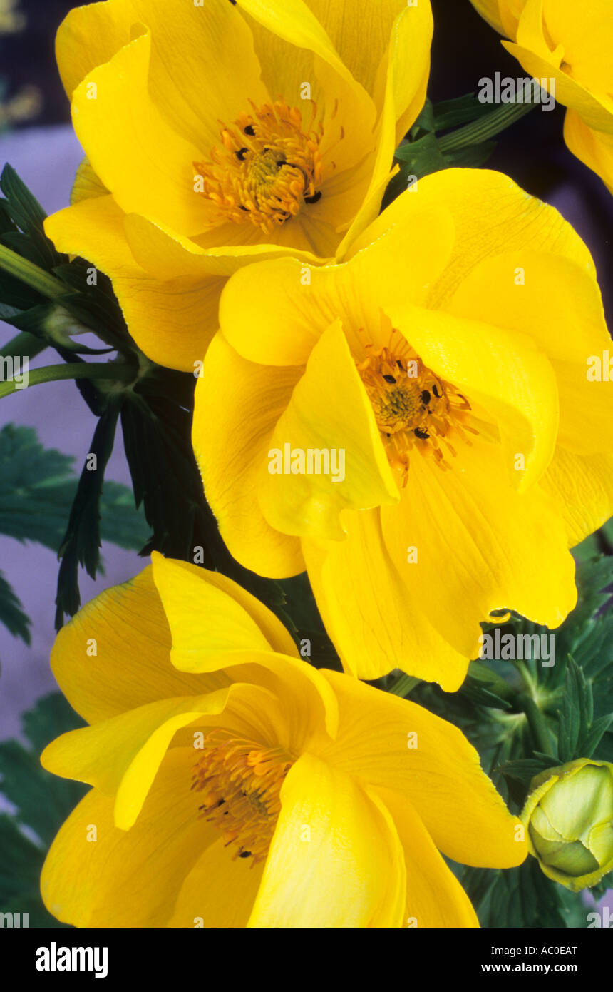 Trollius x cultorum 'Goliath', Globeflower, large yellow flowers, garden plant, globeflowers flower plant Stock Photo