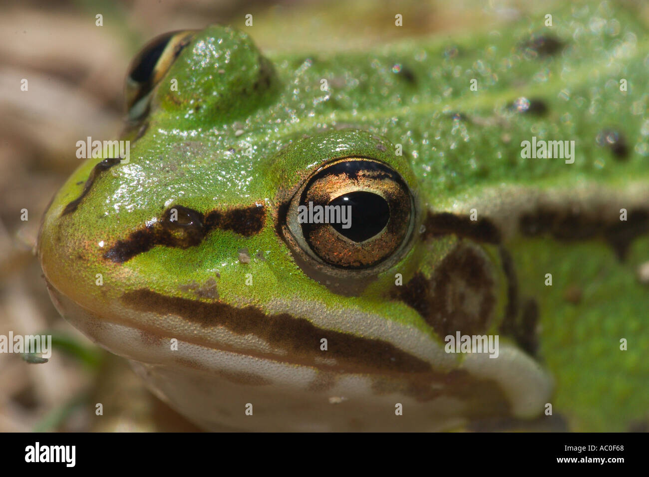 Water frog common European frog Rana esculenta Stock Photo Alamy