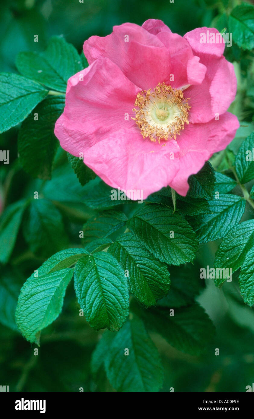 Rose Rosa rugosa Kartoffelrose Stock Photo - Alamy