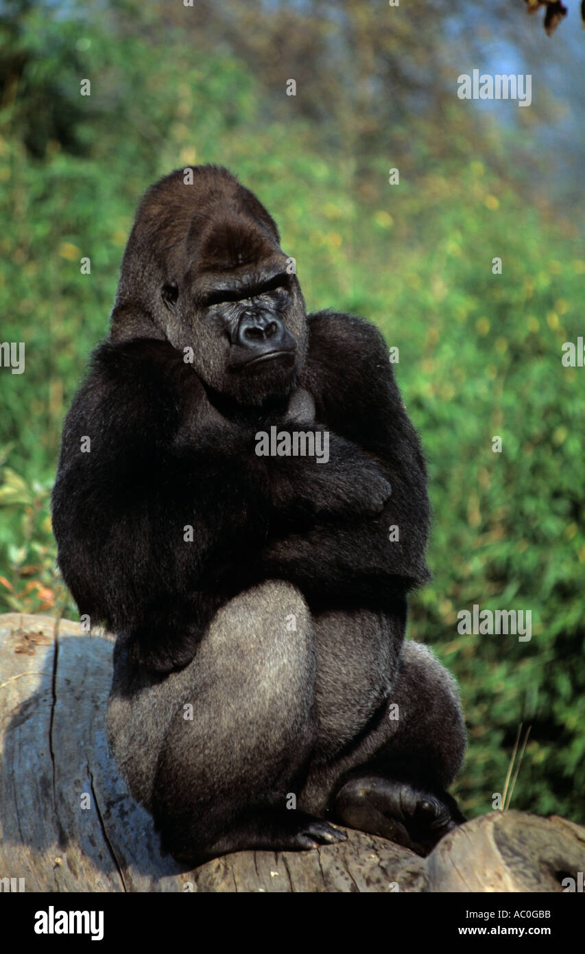 SILVER BACK MOUNTAIN GORILLA Gorilla beringei beringei Trinity Jersey