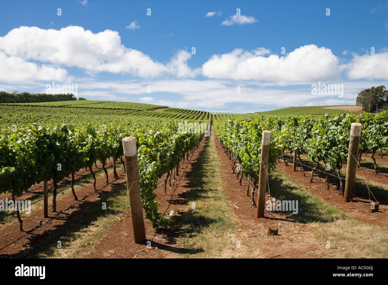 Vines at Pipers Brook vineyard the oldest in Tasmania Stock Photo Alamy