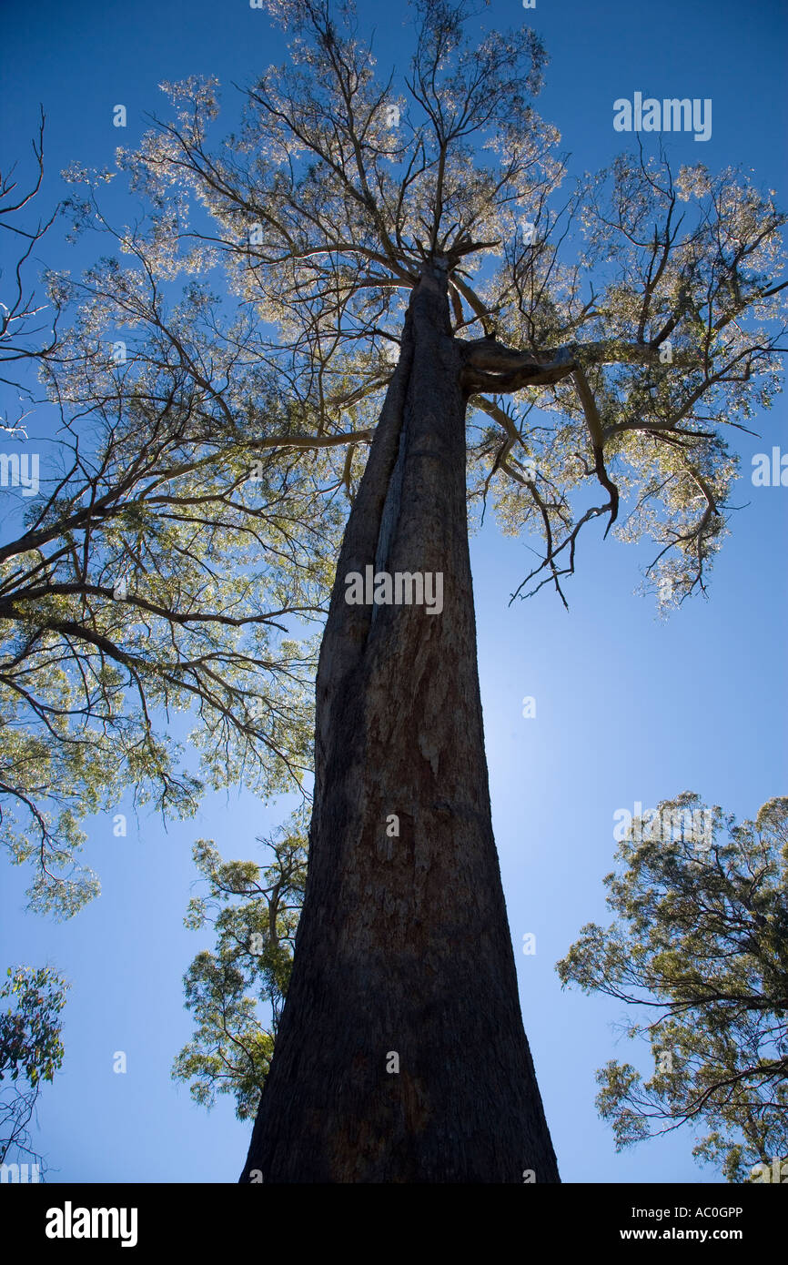 A giant gum tree in Tasmania Some grow over 100m high and are the
