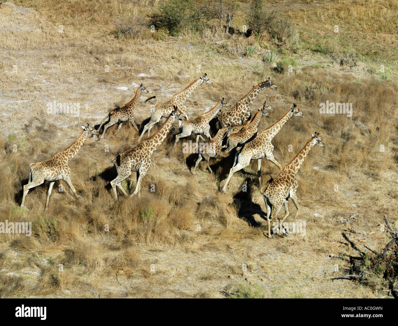 A herd of giraffes cross a dry flood plain in the Okavango Delta Stock Photo