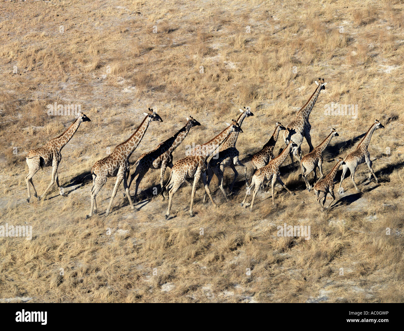 A herd of giraffes cross a dry flood plain in the Okavango Delta Stock Photo