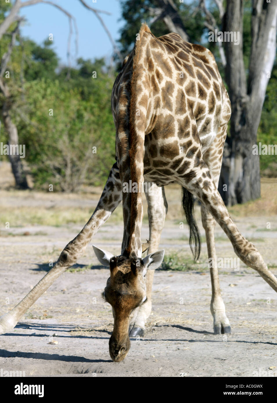 A giraffe licks salt near the Kwai River on the northeast corner of the Moremi Game Reserve Stock Photo
