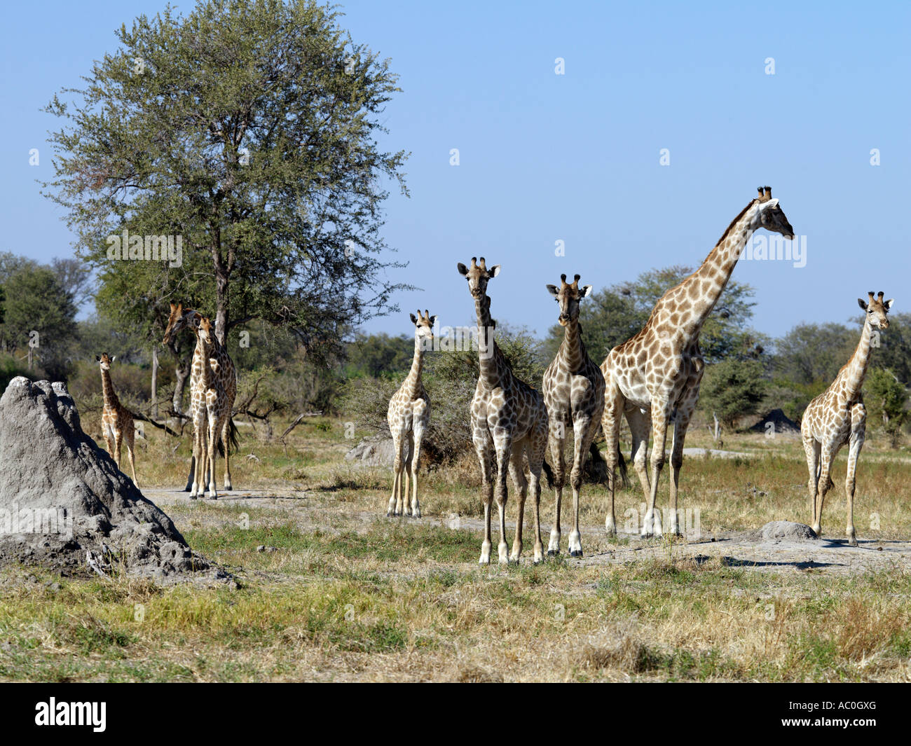 A herd of giraffes near the Kwai River on the northeast corner of the Moremi Game Reserve Stock Photo