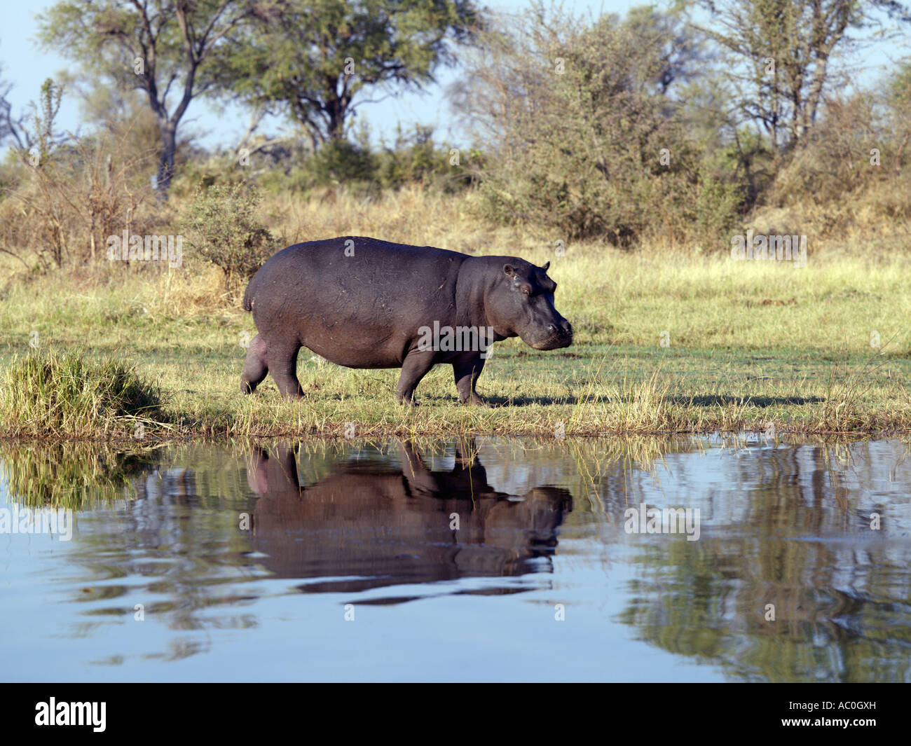 A hippo on the bank of the Kwai River in the northeast corner of the Moremi Game Reserve Stock Photo