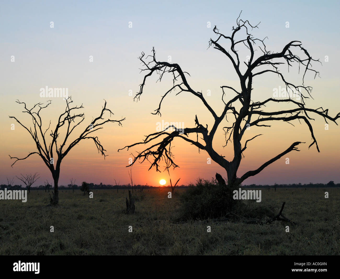 Dead trees silhouetted against a sunset Stock Photo - Alamy