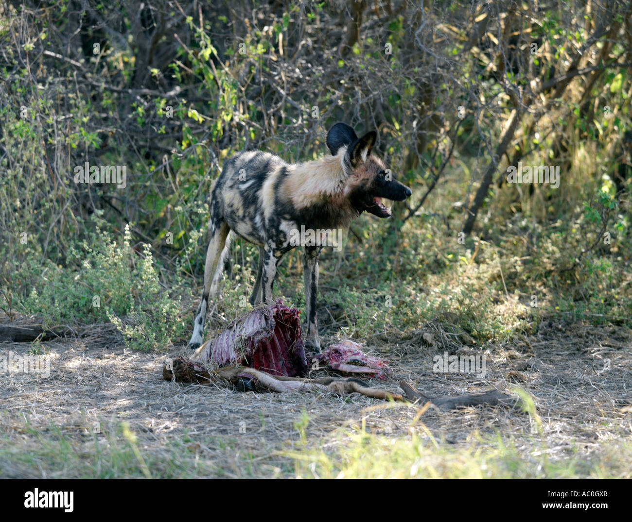 A wild dog on its kill near the Kwai River in the northeast corner of the Moremi Game Reserve Stock Photo