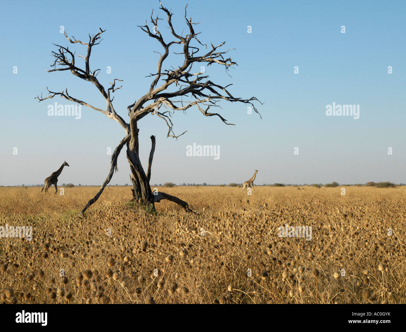 Two giraffes cross a semi arid land with dead trees and dry grass Stock Photo