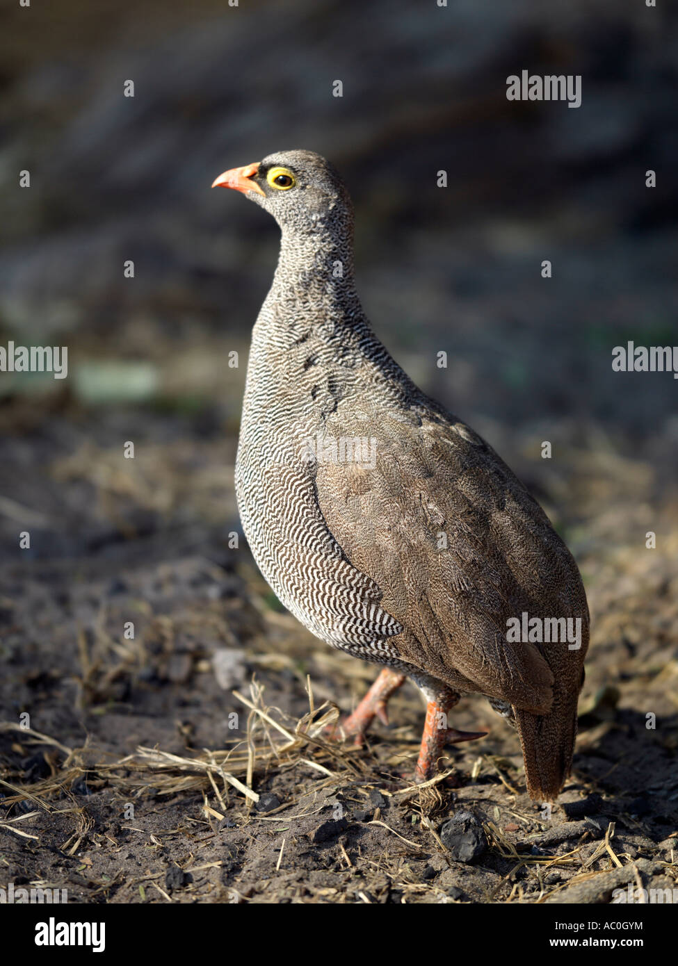 A red billed Francolin Francolinus adspersus Only males of this common dry country species have spurs Stock Photo