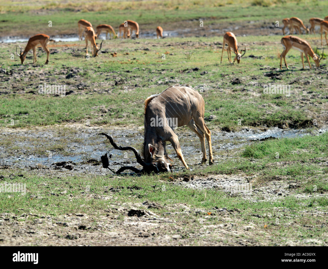 A male Greater Kudu digs soil in Chobe National Park with his double spiralled corkscrew horns Stock Photo