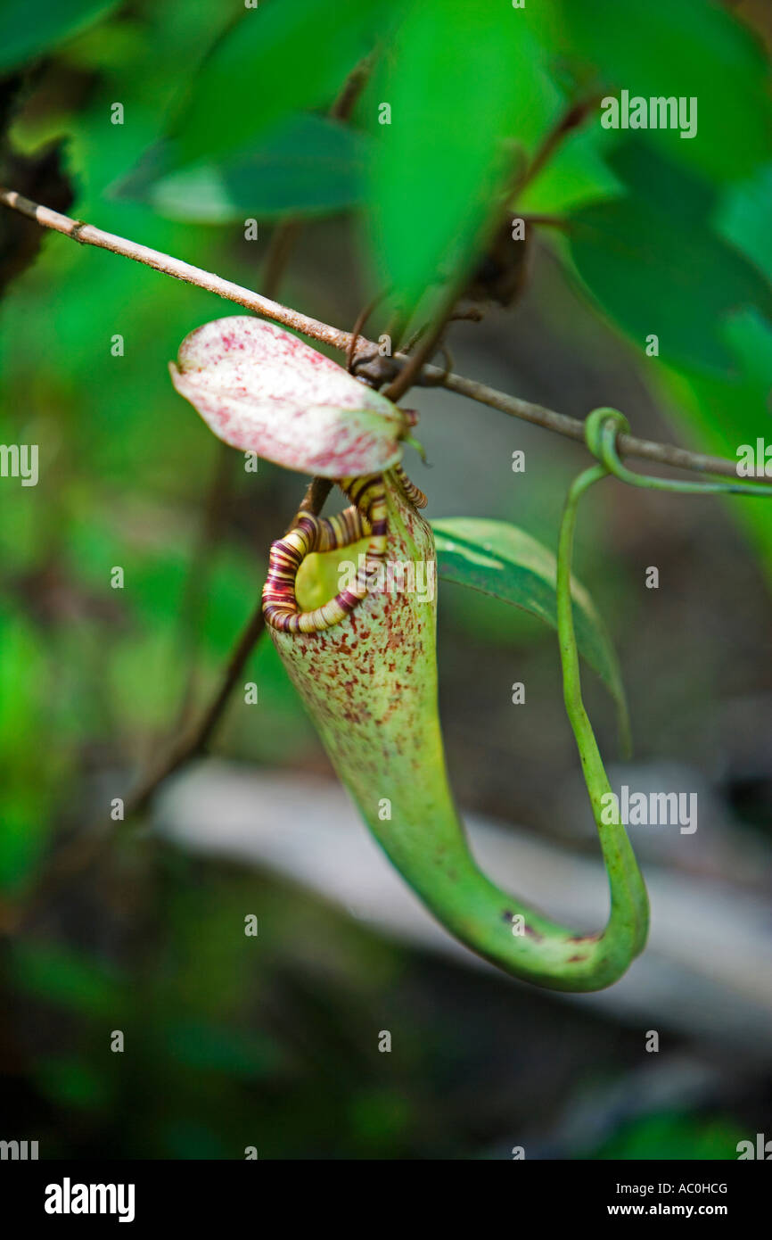 Pitcher plant in the Crocker Range Rainforest in Sabah Borneo Stock ...