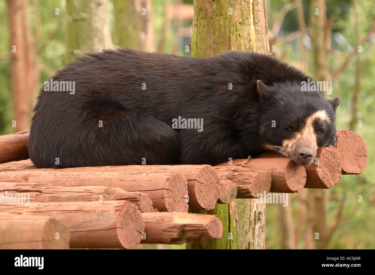 Spectacled Bear Stock Photo