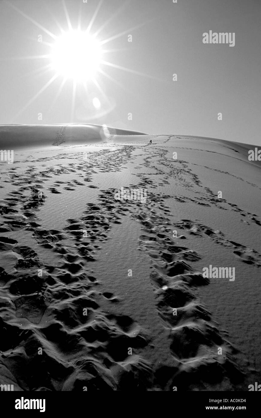 Confusing footprints on a desert sand dune in the Great Sand Dunes