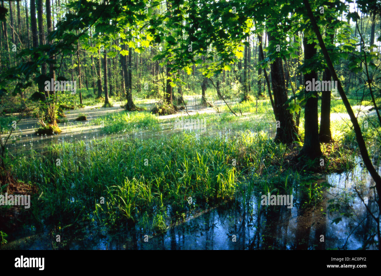 Bialowieza National Park Strict Nature Reserve, Poland Stock Photo