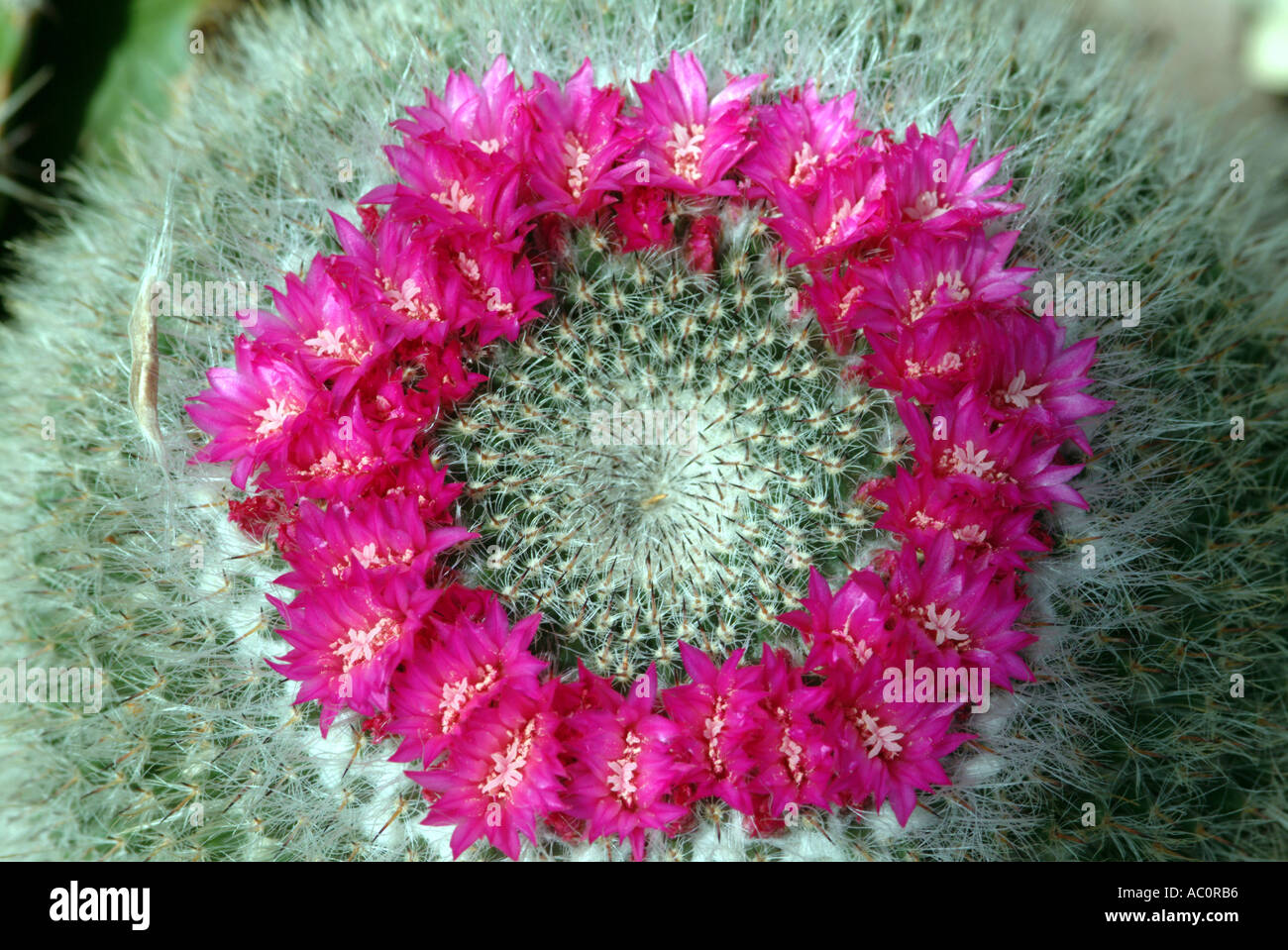 Flowering cactus Denmoza Rhodacantha Argentina Stock Photo